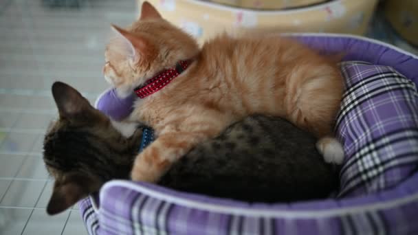 Cute Kitten Sleeping Pet Love Concept — Video