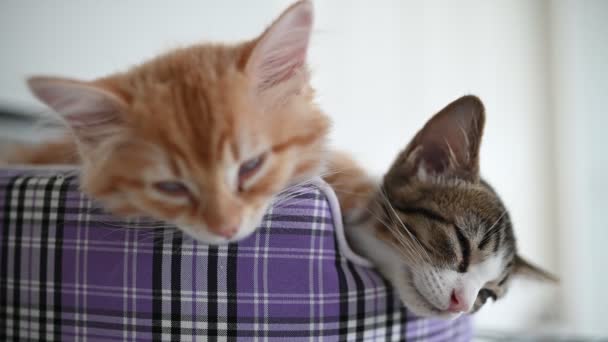 Concepto Amor Mascotas Gatitos Lindos Durmiendo — Vídeos de Stock