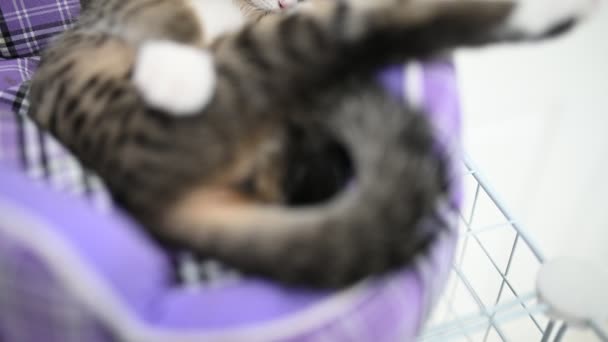 Pet Love Concept Cute Kitten Sleeping — Stock Video