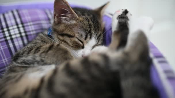 Cute Kitten Sleeping Pet Love Concept — Stock Video