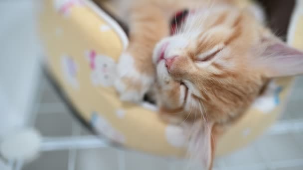 Cute Kitten Sleeping Pet Love Concept — Stock videók