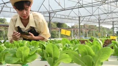 Asyalı çiftçi kadın salata çiftliğinde çalışıyor, kadın Asya taze pazarda toptan sebze yetiştiriyor.