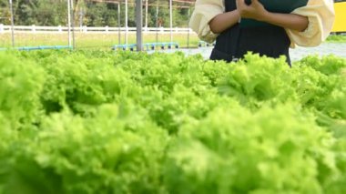 Asyalı çiftçi kadın salata çiftliğinde çalışıyor, kadın Asya taze pazarda toptan sebze yetiştiriyor.