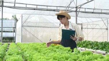 Asyalı çiftçi kadın salata çiftliğinde çalışıyor, kadın Asya taze pazarda toptan sebze yetiştiriyor.