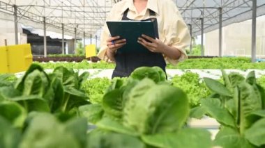 Asyalı çiftçi kadın salata çiftliğinde çalışıyor, kadın Asya taze pazarda toptan sebze yetiştiriyor.