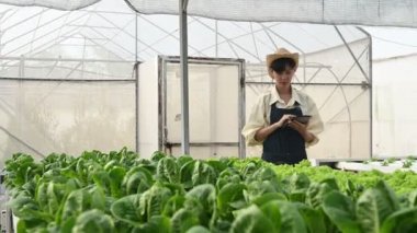 Asyalı çiftçi kadın salata çiftliğinde çalışıyor, kadın Asya taze pazarda toptan sebze yetiştiriyor.