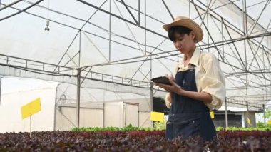 Asyalı çiftçi kadın salata çiftliğinde çalışıyor, kadın Asya taze pazarda toptan sebze yetiştiriyor.