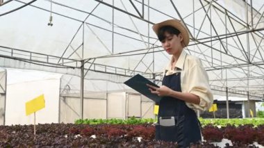 Asyalı çiftçi kadın salata çiftliğinde çalışıyor, kadın Asya taze pazarda toptan sebze yetiştiriyor.