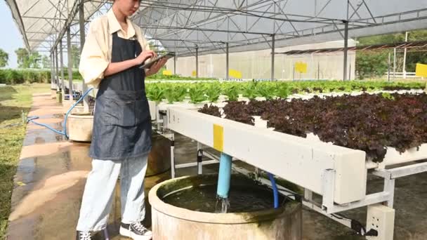 Asian Farmer Woman Working Salad Farm Female Asia Growing Vegetables — стоковое видео
