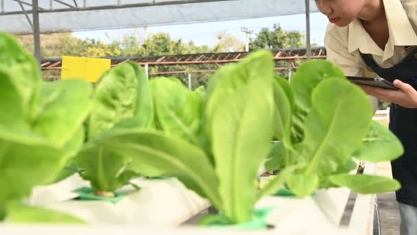 Asian Farmer Woman Working Salad Farm Female Asia Growing Vegetables — стоковое видео