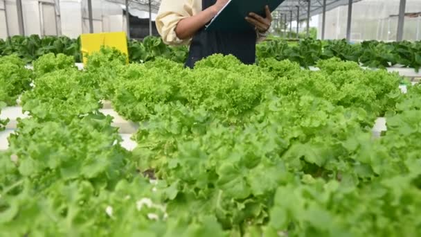 Asian Farmer Woman Working Salad Farm Female Asia Growing Vegetables — Stock Video