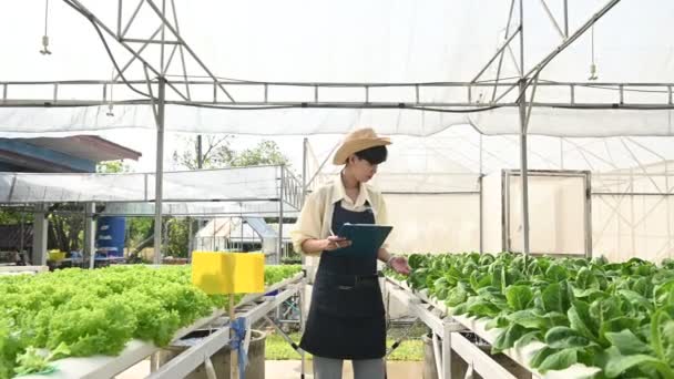 Asiatisk Bonde Kvinna Arbetar Sallad Gård Kvinna Asien Odla Grönsaker — Stockvideo