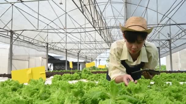 Azjatycka Rolniczka Pracująca Gospodarstwie Sałatkowym Kobieta Azjatycka Hodowla Warzyw Sprzedaż — Wideo stockowe