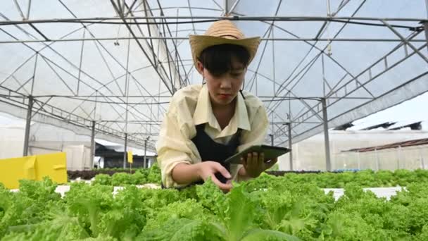 Asian Farmer Woman Working Salad Farm Female Asia Growing Vegetables — стоковое видео