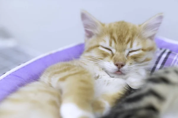 Cute Kitten Sleeping Pet Love Concept — Stock fotografie