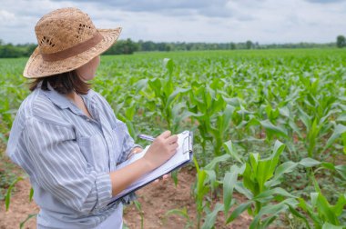 Female farmer working at corn farm,Collect data on the growth of corn plants