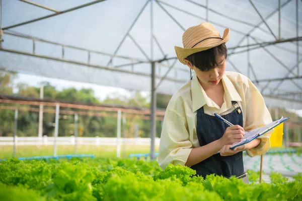 Asian Farmer Woman Working Salad Farm Female Asia Growing Vegetables — Stockfoto
