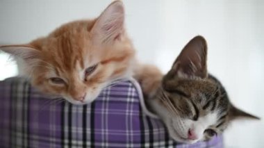 Cute kittens sleeping. Pet love concept