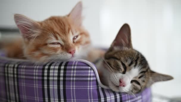 Χαριτωμένα Γατάκια Κοιμούνται Έννοια Αγάπης Για Ζώα — Αρχείο Βίντεο