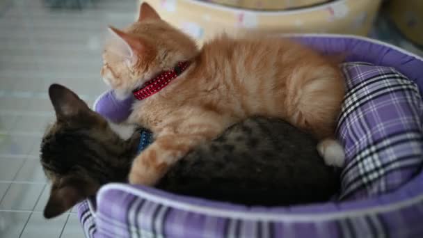 Cute Kittens Sleeping Pet Love Concept — 图库视频影像