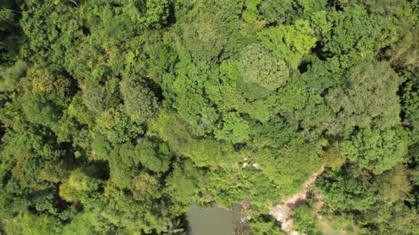 Bird Eye View Mangrove Forest Drone Chanthaburi Thailand — Vídeos de Stock