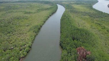 Bird eye view of the mangrove forest from drone, Chanthaburi of thailand