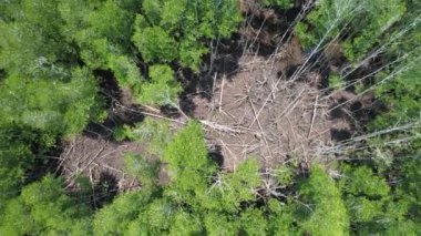 Bird eye view of the mangrove forest from drone, Chanthaburi of thailand