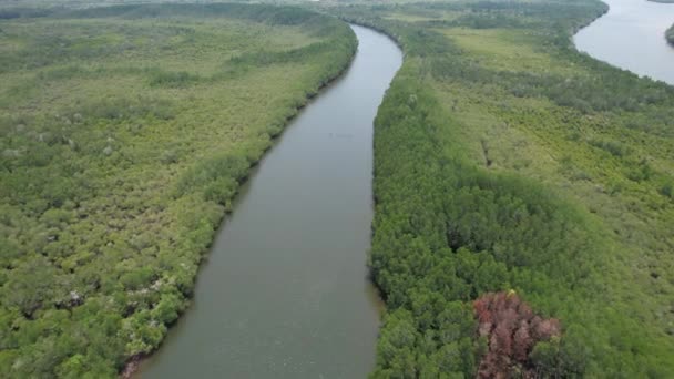 Bird Eye View Mangrove Forest Drone Chanthaburi Thailand — Stock video