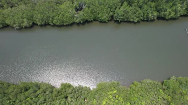 Bird Eye View Mangrove Forest Drone Chanthaburi Thailand — Video