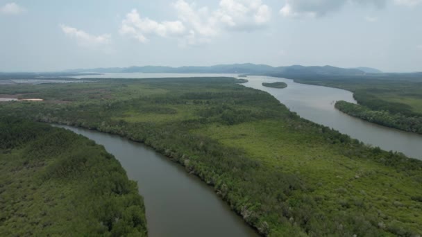 Bird Eye View Mangrove Forest Drone Chanthaburi Thailand — Vídeo de Stock