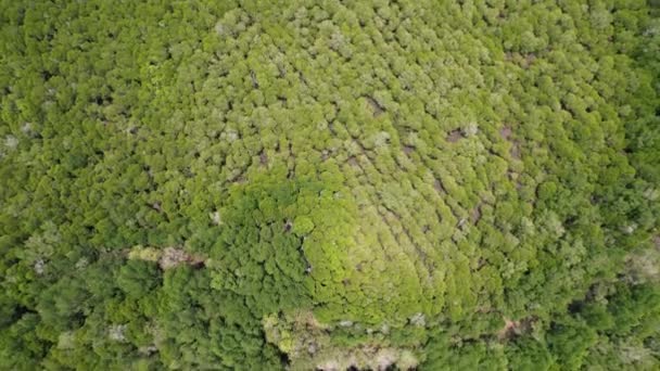Bird Eye View Mangrove Forest Drone Chanthaburi Thailand — Wideo stockowe