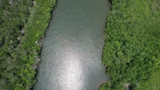 Bird Eye View Mangrove Forest Drone Chanthaburi Thailand — Stok Video