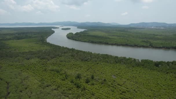 Bird Eye View Mangrove Forest Drone Chanthaburi Thailand — Stockvideo