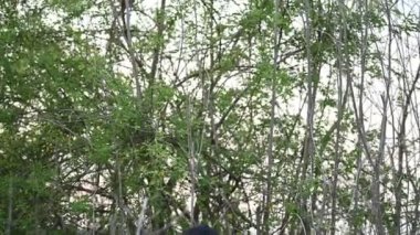 Portrait of asian woman make up ghost face at the swamp, Horror in water scene, Scary at river, Halloween poster, Thailand people