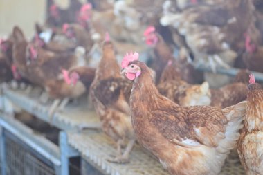 Gallus gallus domesticus mu yoksa çiftlikte yumurtlayan ev yapımı tavuk mu?.