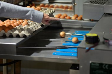 Gallus gallus domesticus mu yoksa çiftlikte yumurtlayan ev yapımı tavuk mu?.