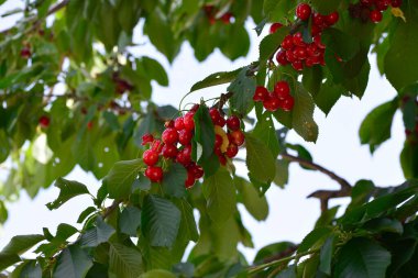 bunch of red cherries on the tree.