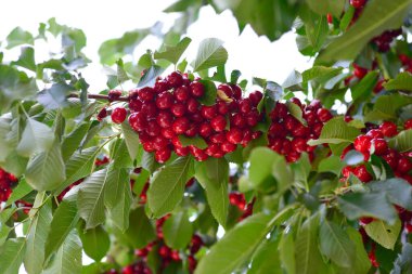 bunch of red cherries on the tree.