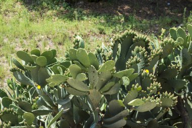 prickly pear fig or ficus indica.