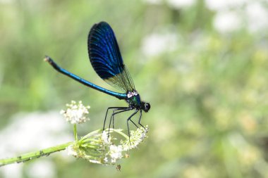 Enallagma cyathigerum or damselfly, black and blue odonate.