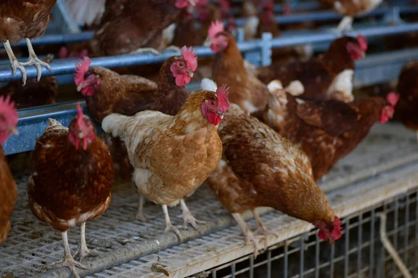 Gallus gallus domesticus mu yoksa çiftlikte yumurtlayan ev yapımı tavuk mu?.