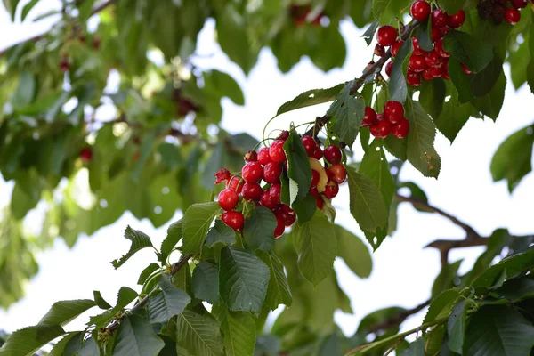 bunch of red cherries on the tree.