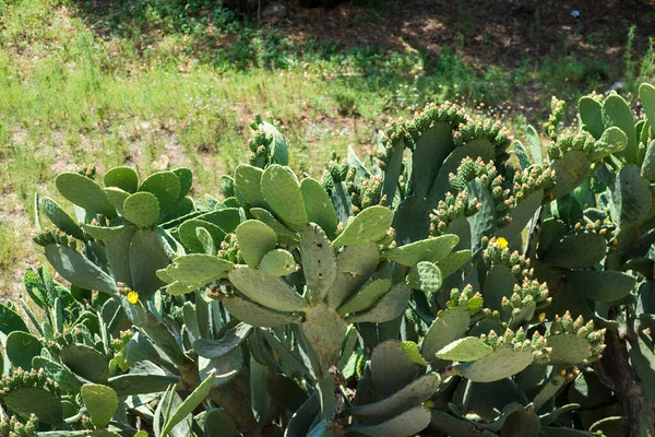 Prickly Pear Fig Ficus Indica — Stock Photo, Image