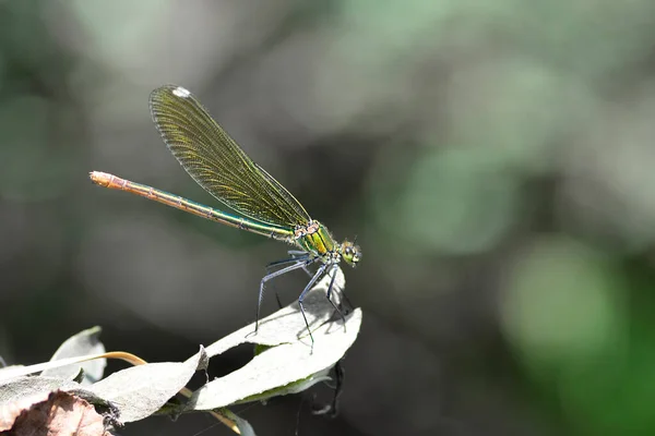 Enallagma Cyathigerum Damselfly Yellow Blue Odonate — Stok fotoğraf