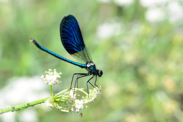 Enallagma Cyathigerum Damselfly Black Blue Odonate — Stok fotoğraf