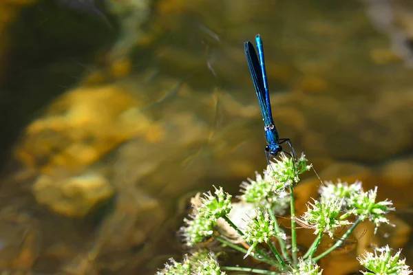 Enallagma Cyathigerum Damselfly Black Blue Odonate — Stok fotoğraf