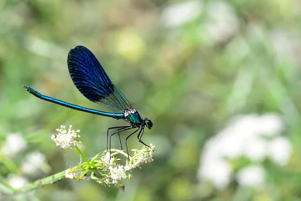 Libélula Los Odonatos Son Orden Insectos Con Cerca 6000 Especies — Foto de Stock