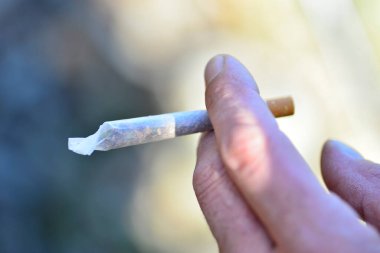 Mariguana veya marihuana, ayrıca esrar olarak da bilinir. Erkek elleri esrar sarar ya da tütün sarar.