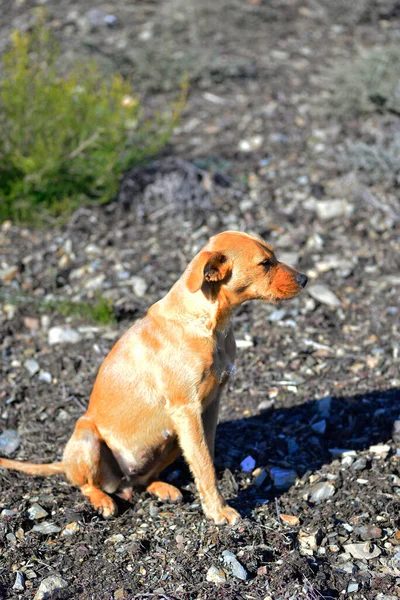 Jagdhund Hellbraun — Stockfoto