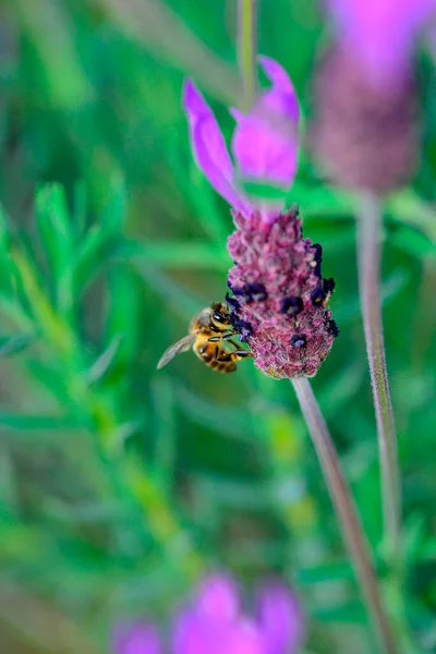Bienen Ernähren Sich Von Lavendel Oder Lavendel Sie Während Der — Stockfoto